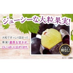 ふるさと納税 果物類 ぶどう 広島県 三次市 ...の詳細画像2