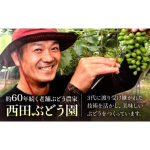 ふるさと納税 果物類 ぶどう 広島県 三次市 ...の詳細画像5