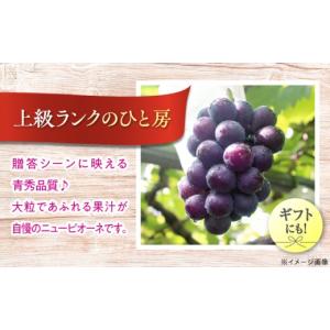 ふるさと納税 果物類 ぶどう 広島県 三次市 ...の詳細画像3