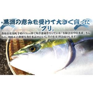 ふるさと納税 旬の鮮魚等 高知県 香南市 12...の詳細画像2