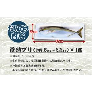 ふるさと納税 旬の鮮魚等 高知県 香南市 12...の詳細画像5