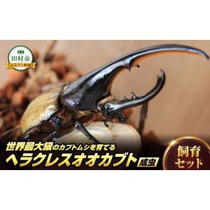 ふるさと納税 生き物 福島県 田村市 次回発送 9月〜 ヘラクレスオオカブト成虫ペア 飼育セット 130mm〜139mm ヘラクレス 自由研究 昆虫 成虫 生体 虫 飼育 夏…