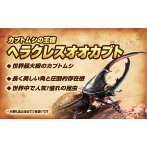 ふるさと納税 生き物 福島県 田村市 次回発送...の詳細画像2