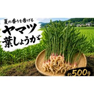 ふるさと納税 野菜類 静岡県 三島市 満天 青空レストランでご紹介 ヤマツ 葉しょうが 500g 野菜 農産物 旬 新鮮 産地直送 冷蔵発送 みしまるかん JA 国産 葉…