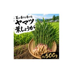 ふるさと納税 野菜類 静岡県 三島市 満天 青...の詳細画像1