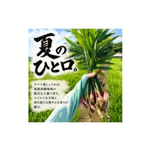 ふるさと納税 野菜類 静岡県 三島市 満天 青...の詳細画像2