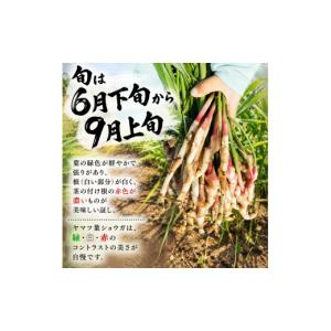 ふるさと納税 野菜類 静岡県 三島市 満天 青...の詳細画像3
