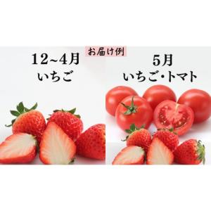 ふるさと納税 果物の詰合せ 茨城県 牛久市 品...の詳細画像2