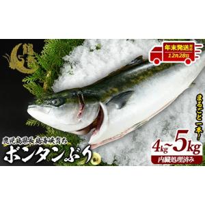 ふるさと納税 旬の鮮魚等 鹿児島県 長島町 12月28日出荷 ボンタンぶりまるごと一本(内臓処理済) ぶり 柵 刺身 ブリ 切り身 鰤 1本 鮮魚 下処理済み 鮮魚 1匹 …