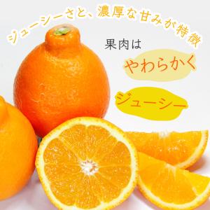 不知火 デコポン同品種 秀品 3.5~4.0k...の詳細画像2