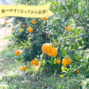 不知火 デコポン同品種 秀品 3.5~4.0k...の詳細画像4