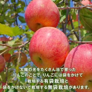 りんご 3kg 7~10玉 特選 秀品 早生ふ...の詳細画像3