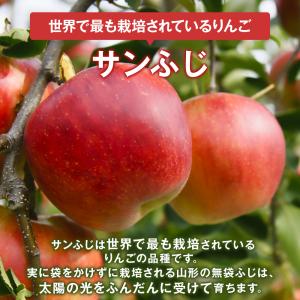 りんご 訳あり 山形県産 サンふじ 10kg ...の詳細画像1