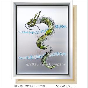 コーデックス：アデニア アクレアータ ソマリア産*塊根幅2.2cm 現品