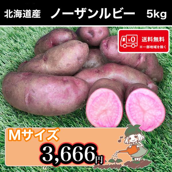 送料無料 北海道産 ノーザンルビー Mサイズ 5kg じゃがいも 馬鈴薯