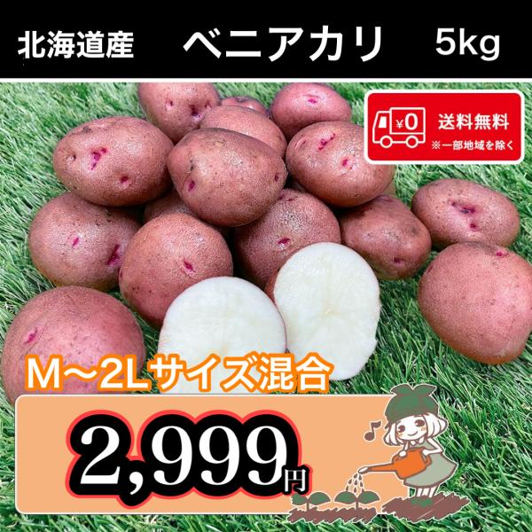 送料無料 北海道産 ベニアカリ M〜2Lサイズ混合 5kg じゃがいも 馬鈴薯