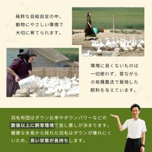 羽毛布団 ダブル カナダ産プレミアムダウン95...の詳細画像4