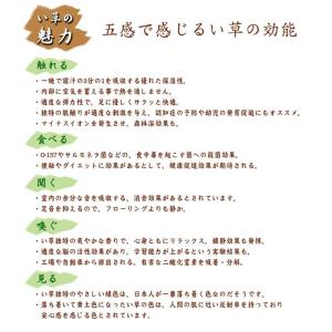 い草ラグ 6畳 261×352cm 涼感 夏用...の詳細画像3