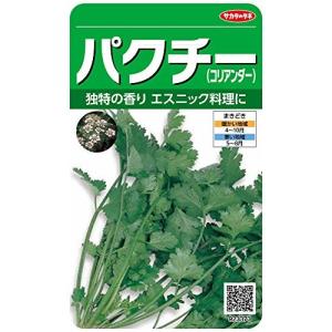 サカタのタネ 実咲野菜3373 パクチー(コリアンダー) 00923373
