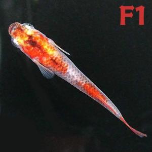 (メダカ) 紀州三色めだか 【F1】 5匹セット / 三色錦 F1 淡水魚｜fuuryu