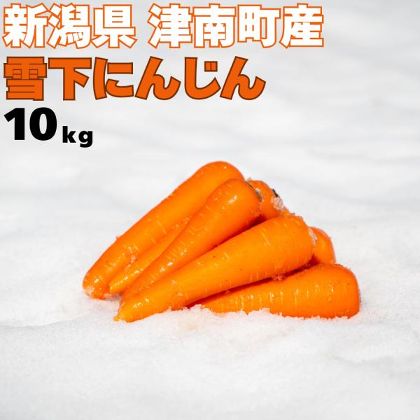 雪下にんじん 10kg 津南産 人参