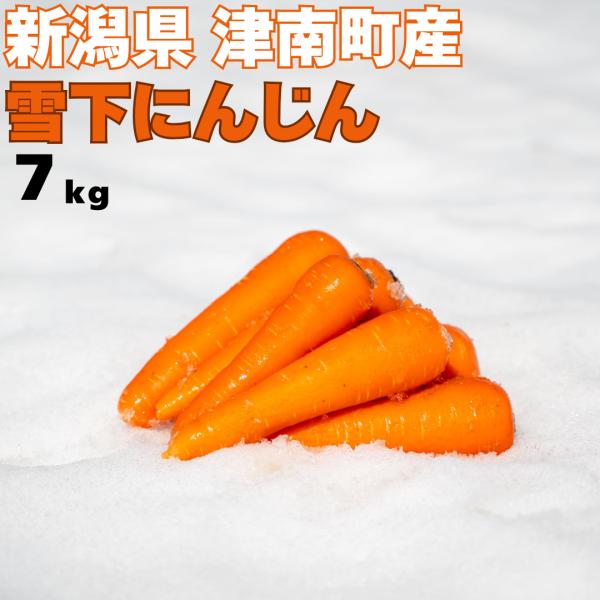 雪下にんじん 7kg 津南産 人参