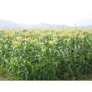 とうもろこし 新潟県津南町産 5kg 約11~13本の詳細画像1