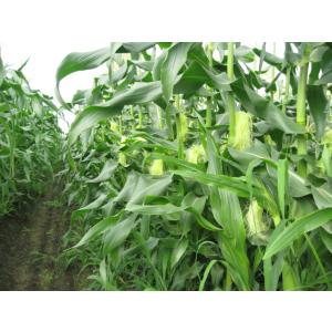 とうもろこし 新潟県津南町産 5kg 約11~13本の詳細画像2