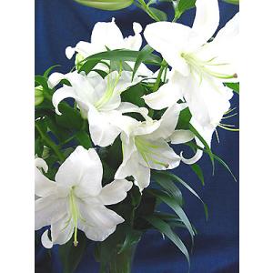 カサブランカ 津南町産 三本組 1束 生花 大...の詳細画像5