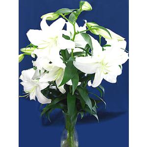 カサブランカ 津南町産 三本組 1束 生花 大...の詳細画像4