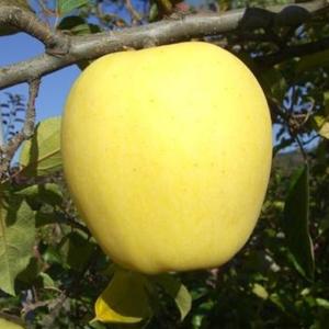岩手産 はるか 約5kg 14〜20玉 11月...の詳細画像3