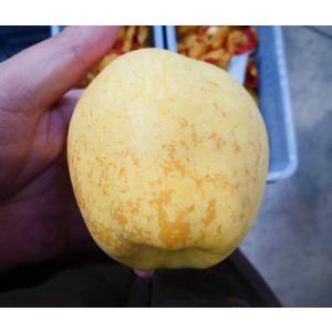 岩手産 はるか 約5kg 14〜20玉 11月...の詳細画像4