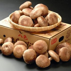 JAみなみ魚沼 八色(やいろ) 生しいたけ 1...の詳細画像1