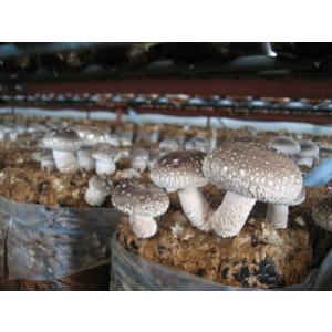 JAみなみ魚沼 八色(やいろ) 生しいたけ 1...の詳細画像3