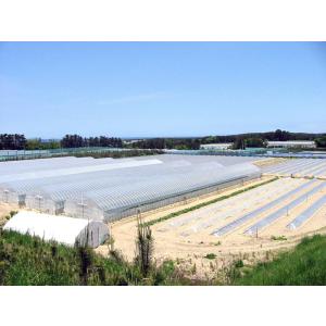 JA鶴岡 冷凍 山形鶴岡産 殿様のだだちゃ豆 ...の詳細画像4