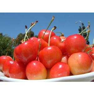 ワシントン州産 レイニアチェリー 約1kg 送...の詳細画像5