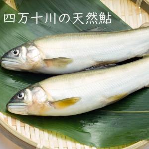 四万十ドラマ 四万十川の天然鮎  冷凍 300g 4〜6匹 北海道・沖縄送料別 高知 川魚 アユ  ...