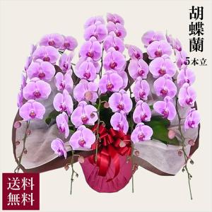 胡蝶蘭 ハイグレード 5本立 ピンク 送料無料 alon alon アロンアロン お祝い フラワーギフト 贈答 贈り物