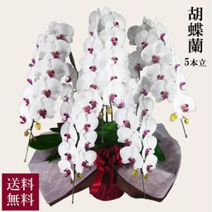 胡蝶蘭 ハイグレード 5本立 赤リップ 送料無料 alon alon アロンアロン お祝い フラワーギフト 贈答 贈り物