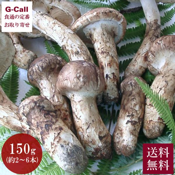 天助 国産 まつたけ 150g 約2〜6本 9月中旬から10月下旬頃出荷 指定日不可 送料無料 松茸...