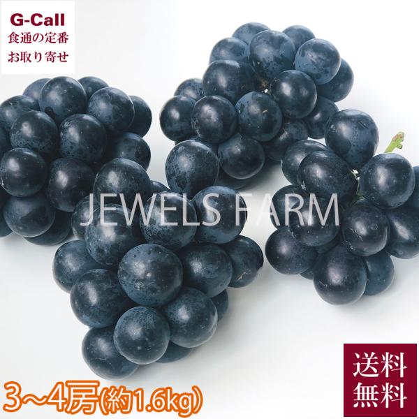 JEWELS FARM ナガノパープル プトロサイズ 3房〜4房 約1.6kg 送料無料 巨峰 リザ...