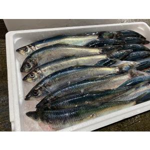 山米鮮魚 お刺身用とろにしん 300g以上 3...の詳細画像4