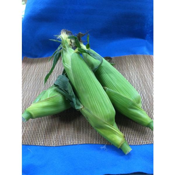 とうもろこし　ゴールドラッシュ　１本　3L国産　