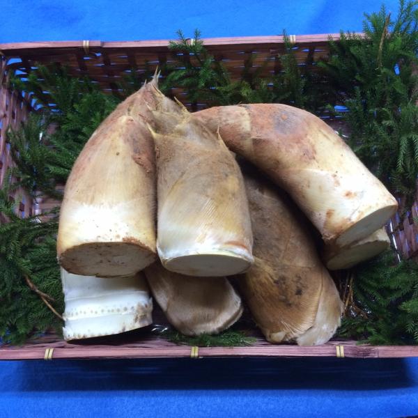 京都物集女の筍 4kg  6〜８本