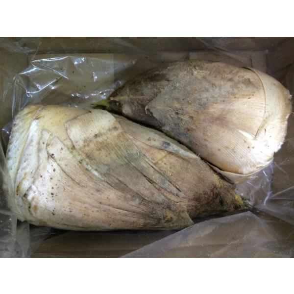 京都大原野　筍　２kg（２〜３本）
