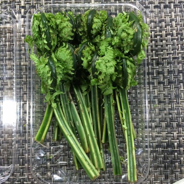 こごみ　京都産