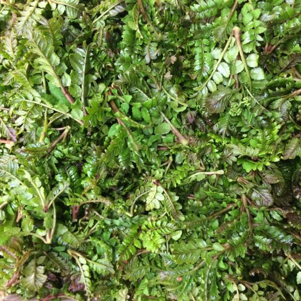 兵庫県香住産　木の芽（路地物）50ｇ