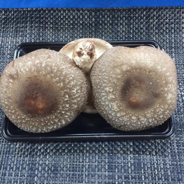 阿波の天恵こ　2〜3入り　大パック