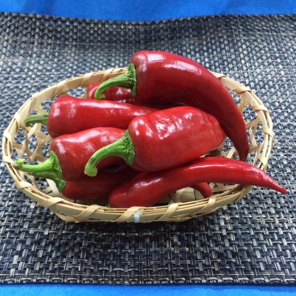 赤万願寺とうがらし　250ｇ