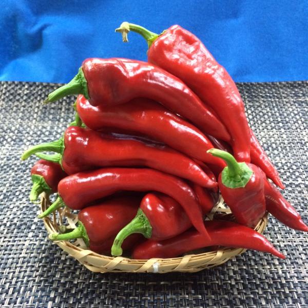 赤万願寺とうがらし500ｇ京都産